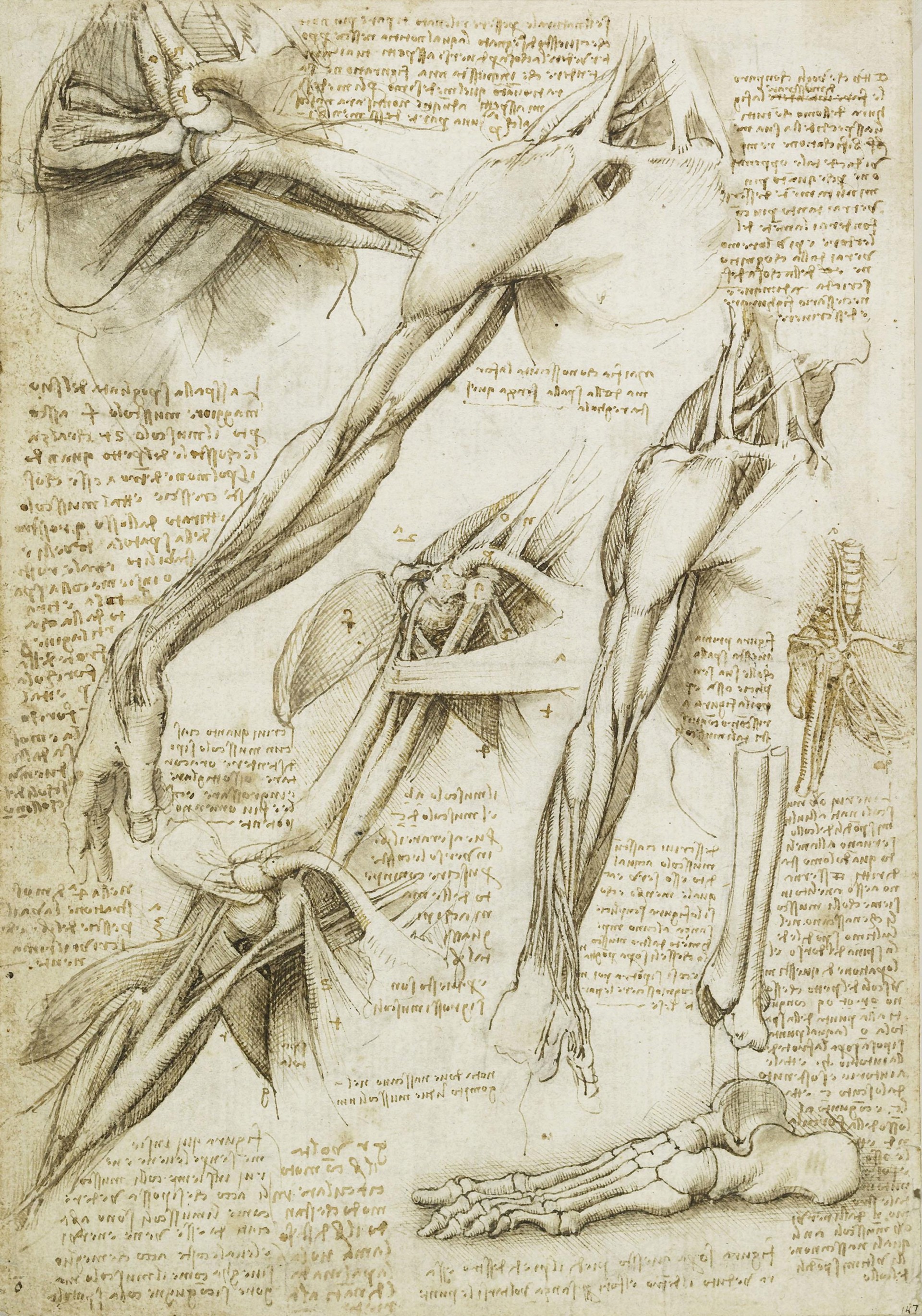 The muscles of the shoulder and arm, and the bones of the foot c.1510-11 | PC: Getty